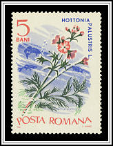 Water Violet (Hottonia palustris)
