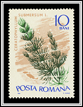 Soft Hornwort (Ceratophyllum submersum)