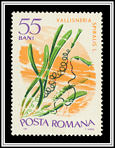 Tape Grass (Vallisneria spiralis)