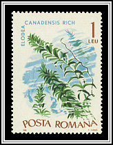 Canadian Waterweed (Elodea canadensis)