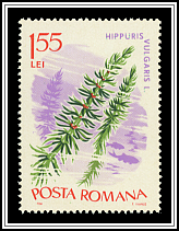 Common Mare's Tail (Hippuris vulgaris)