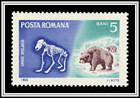 Cave Bear (Ursus spelaeus)