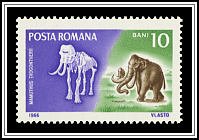 Steppe Mammoth (Mammuthus trogontherii)