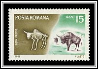 Steppe Bison (Bison priscus)