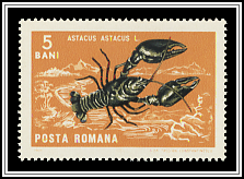 Noble Crayfish (Astacus astacus)