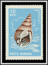 Netted Dog Whelk (Nassa reticulata)