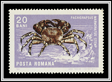 Marbled Rock Crab (Pachygrapsus marmoratus)