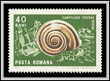 Land Snail (Campylaea trizona)