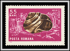 Land Snail (Helix leucorum)