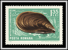 Mediterranean Mussel (Mytilus galloprovincialis)