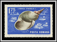 Great Pond Snail (Lymnaea stagnalis)
