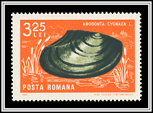 Swan Mussel (Anodonta cygnea)