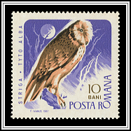 Western Barn Owl (Tyto alba)