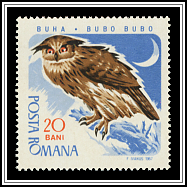 Eurasian Eagle-owl (Bubo bubo)