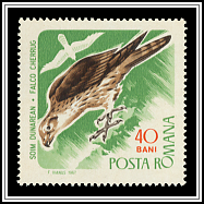 Saker Falcon (Falco cherrug)