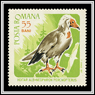 Egyptian Vulture (Neophron percnopterus)