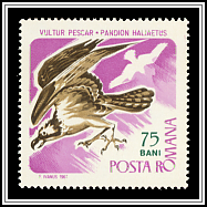 Osprey (Pandion haliaetus)