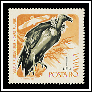 Eurasian Griffon Vulture (Gyps fulvus)