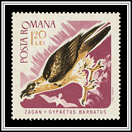 Bearded Vulture (Gypaetus barbatus)
