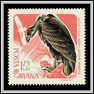 Cinereous Vulture (Aegypius monachus)