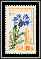 Cornflower (Centaurea pinnatifida)