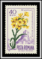 Yellow Wallflower (Erysimum transsilvanicum)