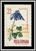 Columbine (Aquilegia transsylvanica)