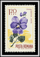 Violet (Viola alpina)
