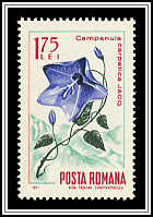 Carpathian Harebell (Campanula carpatica)