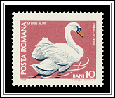 Mute Swan (Cygnus olor)