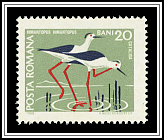 Black-winged Stilt (Himantopus himantopus)
