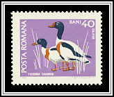 Common Shelduck (Tadorna tadorna)