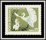 Great Egret (Ardea alba)