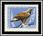 Golden Eagle (Aquila chrysaetos)