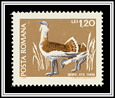 Great Bustard (Otis tarda)
