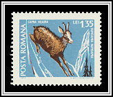 Chamois (Rupicapra rupicapra)