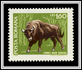 European Bison (Bison bonasus)
