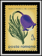 Small Pasque Flower (Pulsatilla pratensis)