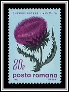 Musk Thistle (Carduus nutans)