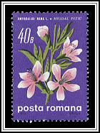 Dwarf Russian Almond (Amygdalus nana)