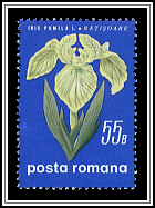 Dwarf Iris (Iris pumila)