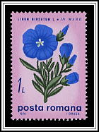 Downy Flax (Linum hirsutum)