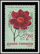 Steppe Peony (Paeonia tenuifolia)