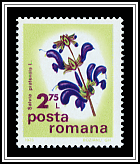 Salvia Pratensis