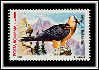 Bearded Vulture (Gypaetus barbatus)