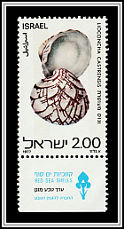 Zigzag Venus (Lioconcha castrensis)