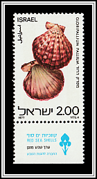 Royal Cloak Scallop (Gloripallium pallium)