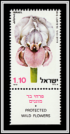 Samarian Iris (Iris lortetii)