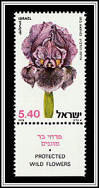 Gilboa Iris (Iris haynei)