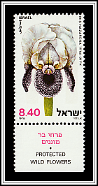  Nazareth Iris (Iris Nazerena)